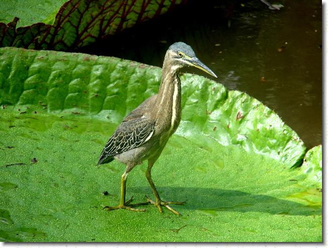 Click for the original image